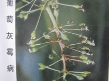灰霉病2.png